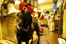 シドニー徒然草-プレゼントに興奮