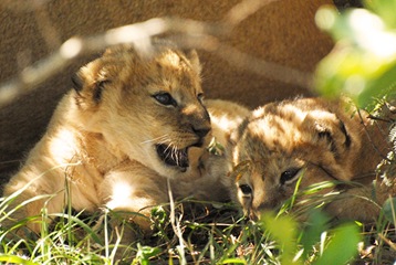 lilly's cubs