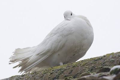 English Fantail Pigeon