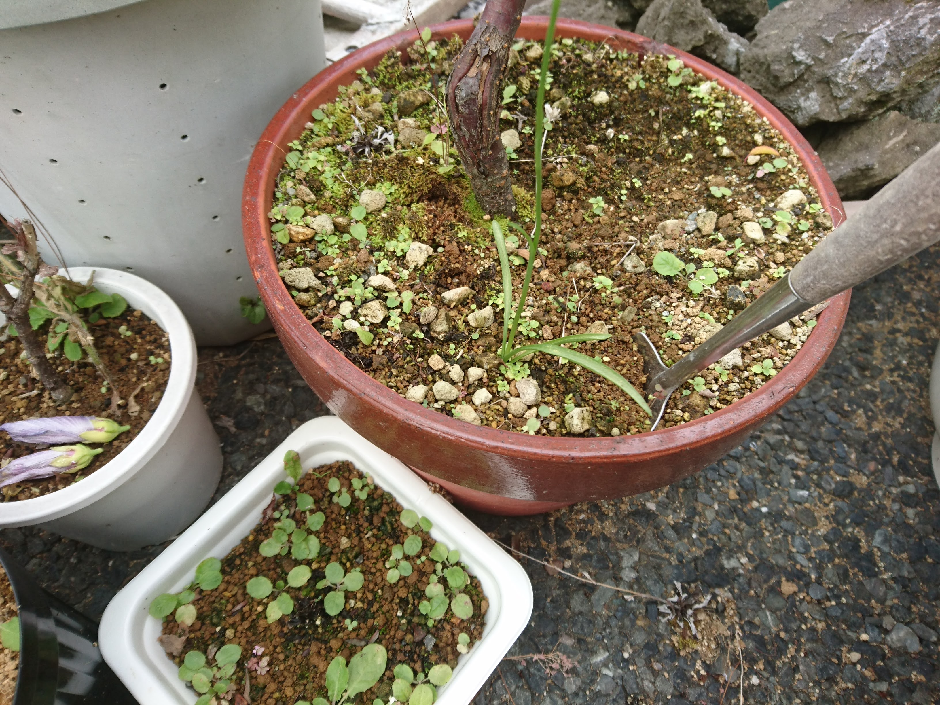 ネジバナの育て方 植木鉢に生えたネジバナを鉢に植え付けて育て 種まきにチャレンジ メダカの大工