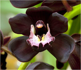 Gambar Bunga Anggrek Hitam (Black Orchid Flowers) 10000