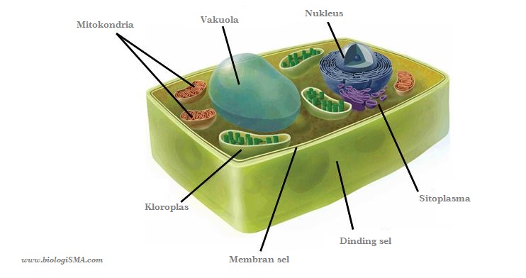 Bagian Bagian Sel  Membran  Sel  Sitoplasma Dinding sel  