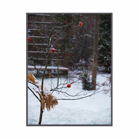 Vinter i haven med sne, røde æbler og rent udtryk
