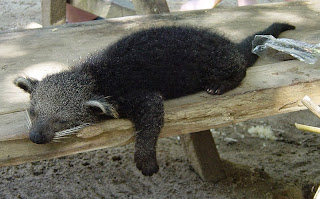 Cara Memelihara Binturong