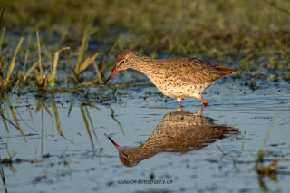 Wildlifefotografie Rotschenkel Ochsenmoor Olaf Kerber