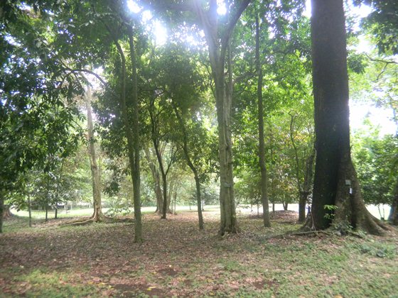 Keliling Kebun  Raya  Bogor  Pusat Konservasi Tumbuhan