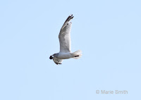 Black-legged kittiwake carrying mollusc for dropping to crack up the shell by Marie Smith, Summerside, PEI