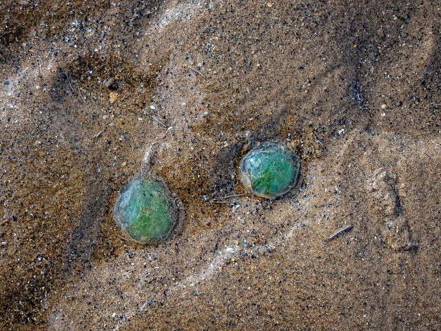 Photo of plaice eggs in the sand