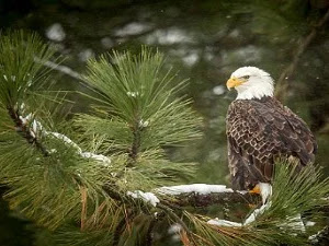 Águila Calva: Características, Hábitat, Alimentación, Reproducción y Datos Curiosos de la Majestuosa Ave Nacional de los Estados Unidos