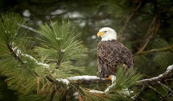 Águila Calva: Características, Hábitat, Alimentación, Reproducción y Datos Curiosos de la Majestuosa Ave Nacional de los Estados Unidos