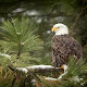 Águila Calva: Características, Hábitat, Alimentación, Reproducción y Datos Curiosos de la Majestuosa Ave Nacional de los Estados Unidos