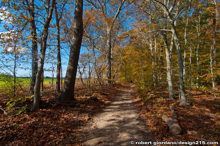 A wooded path on Long Island, New York, Copyright 2010 Robert Giordano