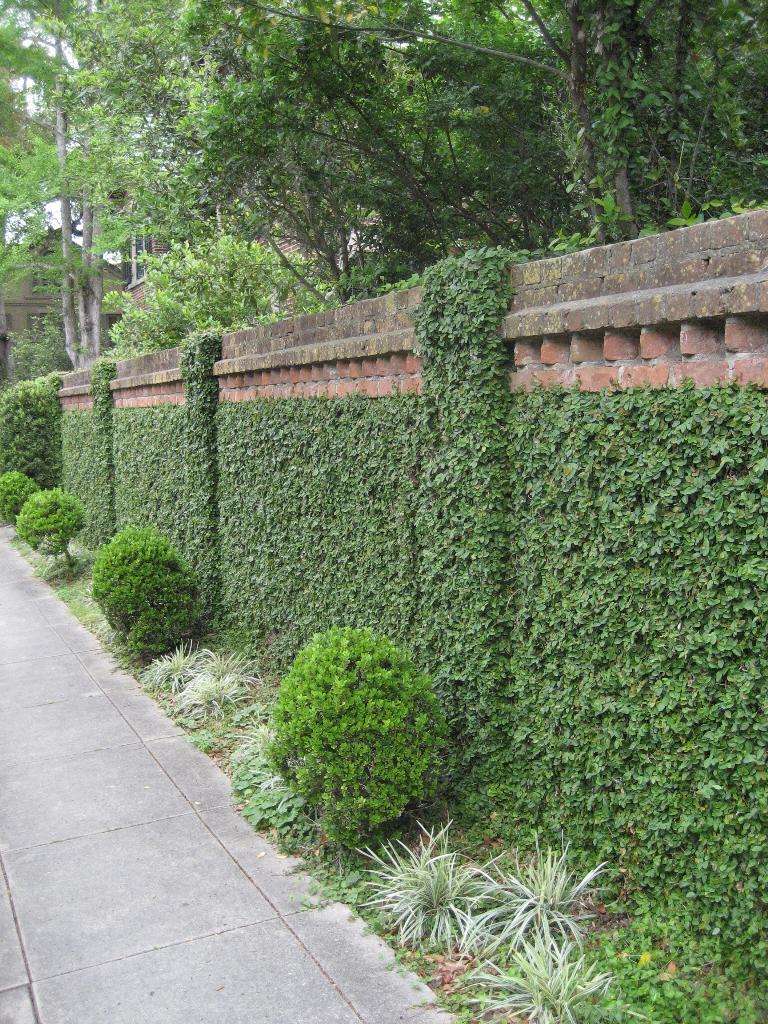 Creeping Fig As Ground Cover