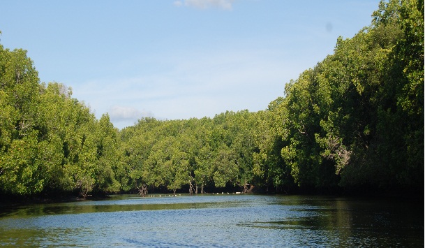 Hutan Mangrove Bedul Banyuwangi, Amazon di Indonesia