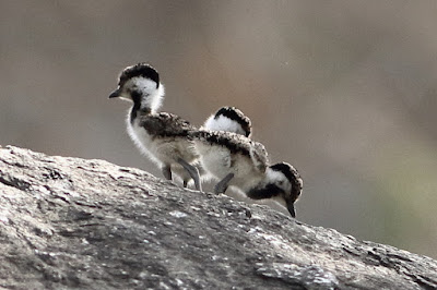 Red-wattled Lapwing chicks