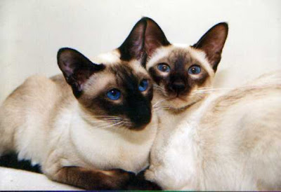 siamese cats breeds pictures