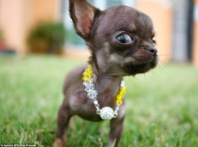 Milly Chihuahua
