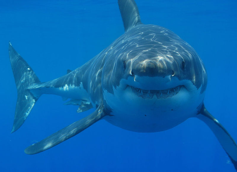 Amazing Great White Shark Facts - Great White Shark Photos ...