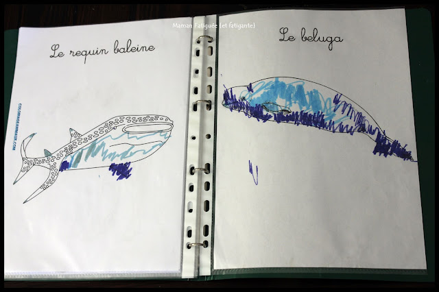 coloriage animaux amerique nord requin baleine beluga