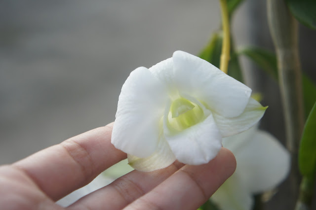 white orchid