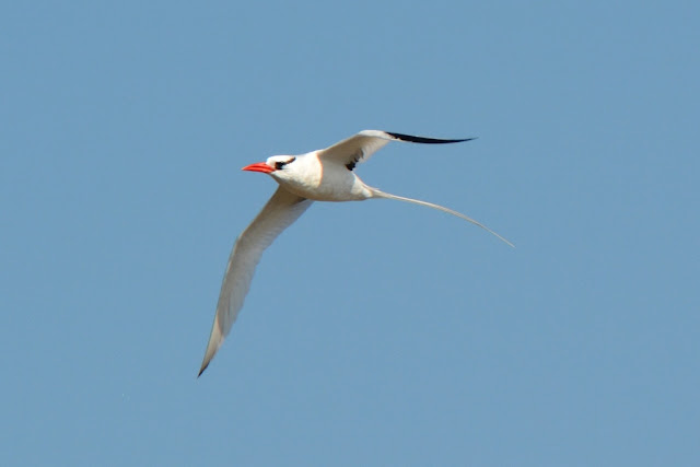 South Plaza Island bird