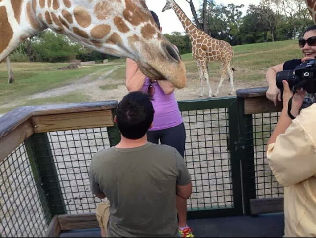 Funny animals of the week - 27 December 2013 (40 pics), photobombed by giraffe