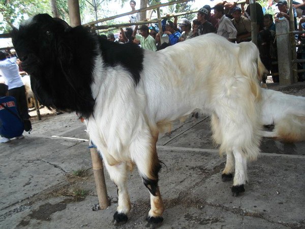 Tentang Kambing Ettawa etawa Jamnapari Kambing Perah 