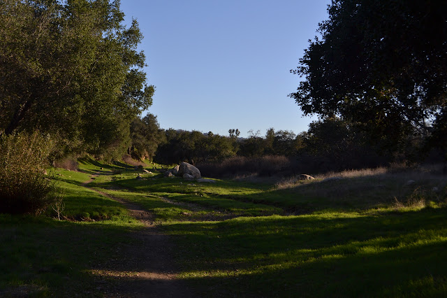 grass sprouting either side of a path lined with tall oaks