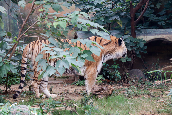 新竹市立動物園藏隱在市區小而美的森林動物園，有老虎河馬熊猴子