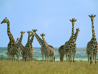 Giraffe Wallpaper