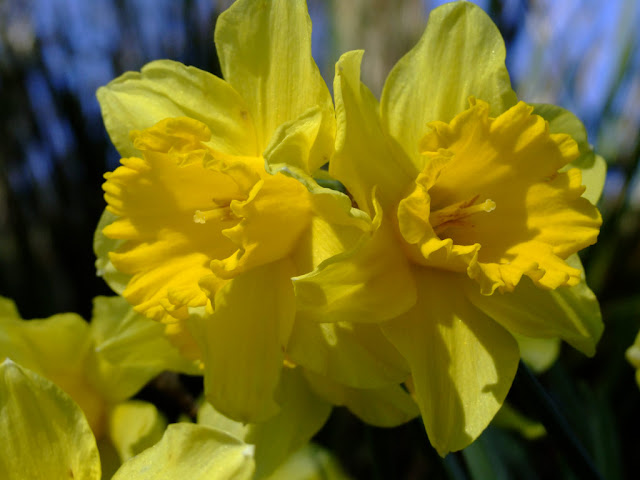 Daffodil Flower HD Wallpapers Free Download