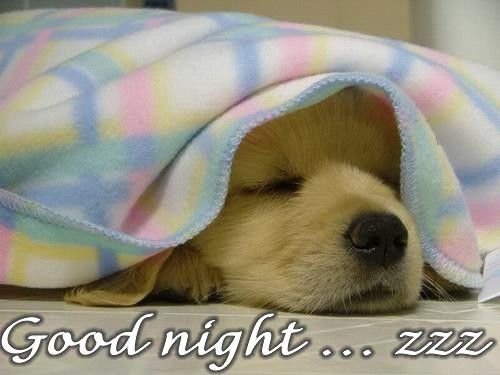 Dog Sleeping, Funny Good Night Photo