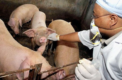 Swine flu could spread globally ~ WHO