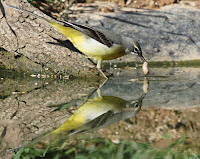 Lavandera cascadeña (Motacilla cinerea)