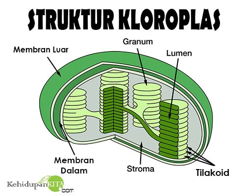 Fungsi Kloroplas Plastida Struktur Kloroplas dan Plastida 