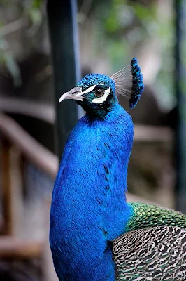 peacock