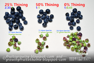 ブルーベリー摘果実験の比較結果 Blueberry thining test results