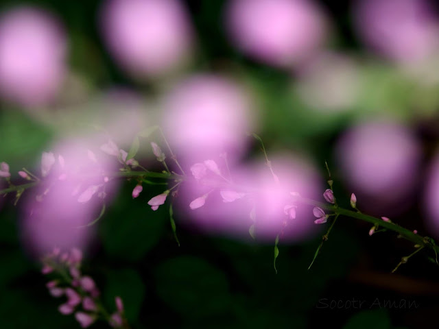 Desmodium oldhamii