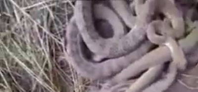 Terrified hiker found dozens of slithering snakes