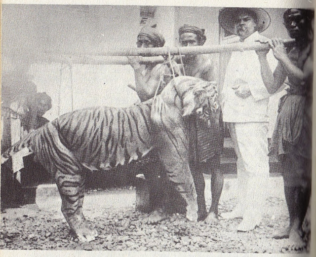 Panthera tigris ssp. balica ( Harimau Bali )