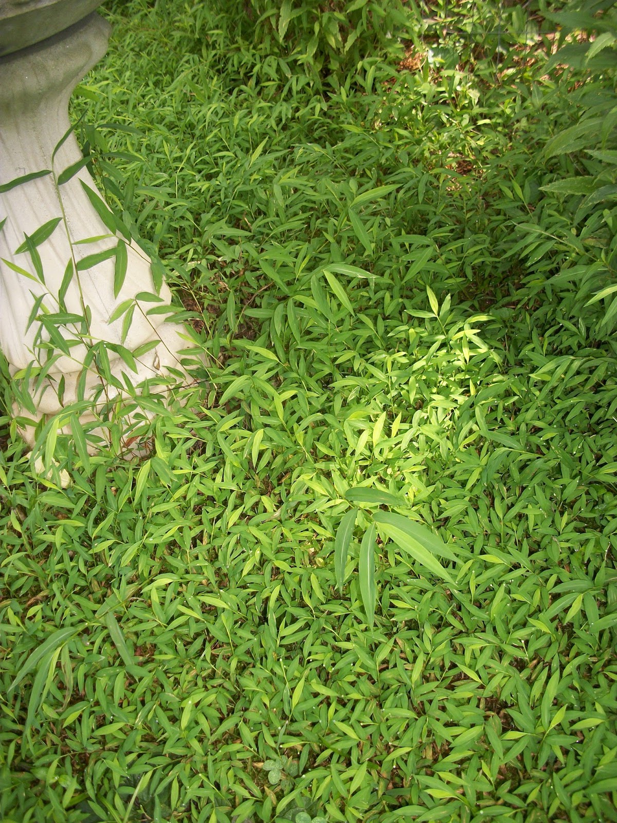 Henny Penny Lane: Pictures of that darned old bamboo grass!