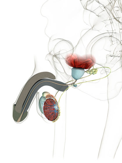 Premature Ejacalation : Calmosensine   Analysing One Of The Significant Maxoderm Vivaxa Ingredients