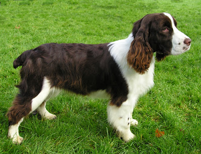 English Springer Spaniel Picture