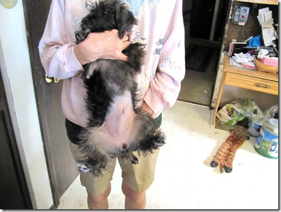 Sadie after spaying02-05-11a