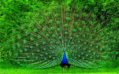 Ltest HD Wallpaper peacock | peacock HD Wallpapers | peacock  hd Pics |  Download pecock Pictures Desktop | peacock hd picture | Latest peacock Wallpapers | peacock hd  Stock Photos |  peacock hd Wallpapers, Pictures and Desktop Backgrounds | peacock  hd Photos | HD Wallpaper birds | peacock birds full hd wallpaper