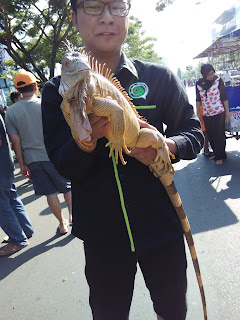 Mengenal Saigon (Sailfin Dragon), Reptil Asli Indonesia