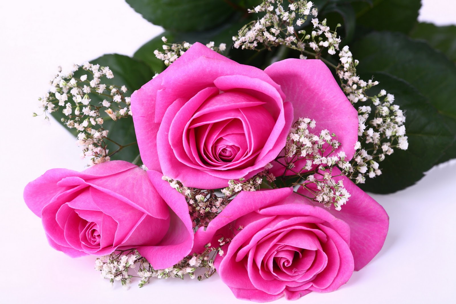 Gambar Bunga Mawar yang Cantik-Cantik