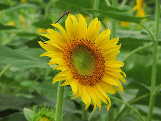 煙山ひまわりパーク ヒマワリの花に留まるトンボ