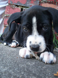 LEND A PAW