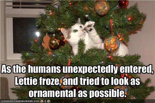 Kylie Griffin's Blog: Cat-urday! - Christmas Cats